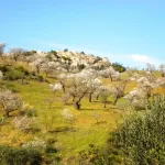 Finca rústica con terreno en Cártama, Málaga 5