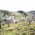 Finca rústica con terreno en Cártama, Málaga 6