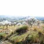 Finca rústica con terreno en Cártama, Málaga 7