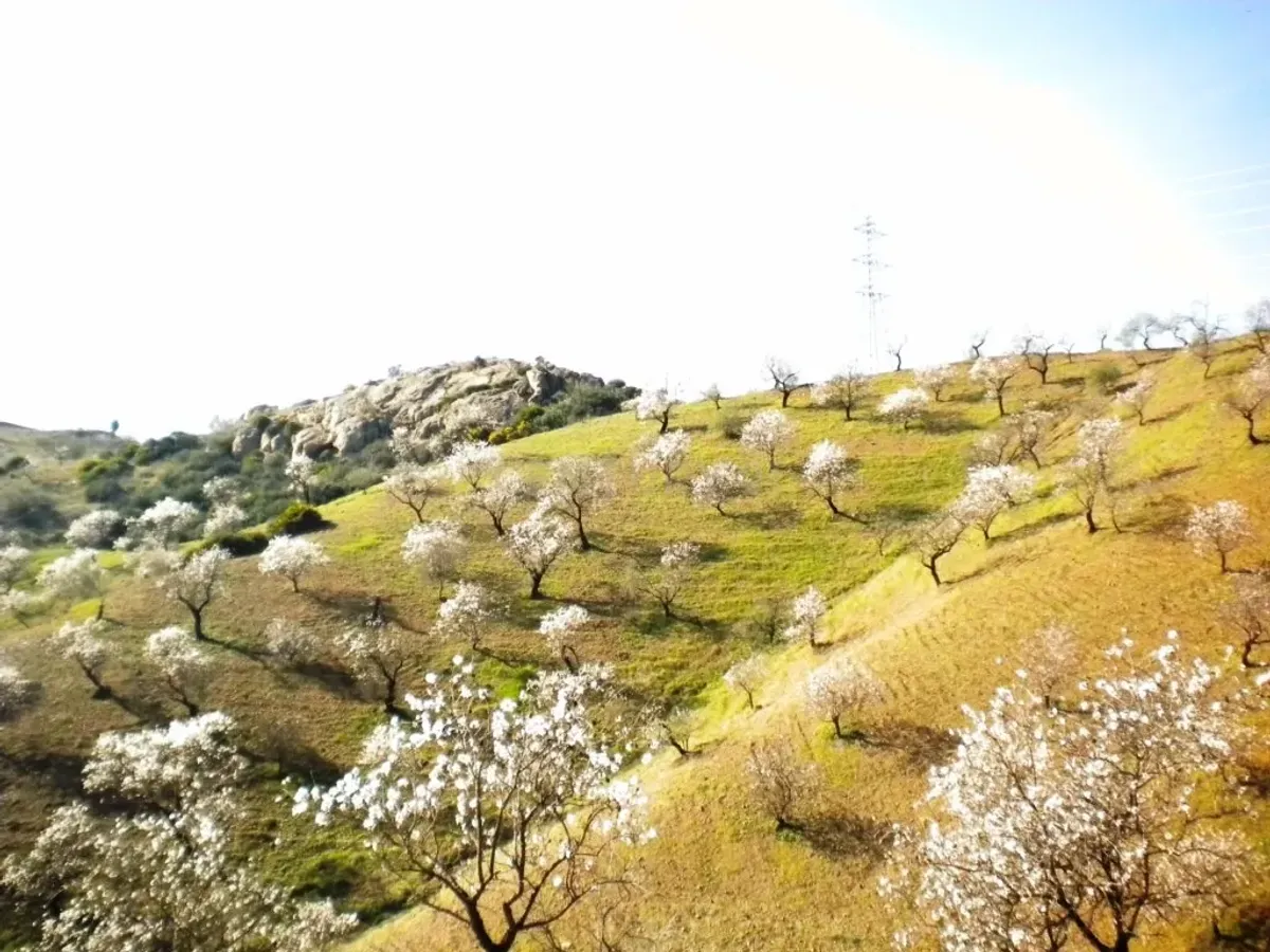 Finca rústica con terreno en Cártama, Málaga
