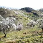 Finca rústica con terreno en Cártama, Málaga 10