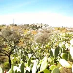 Finca rústica con terreno en Cártama, Málaga 11