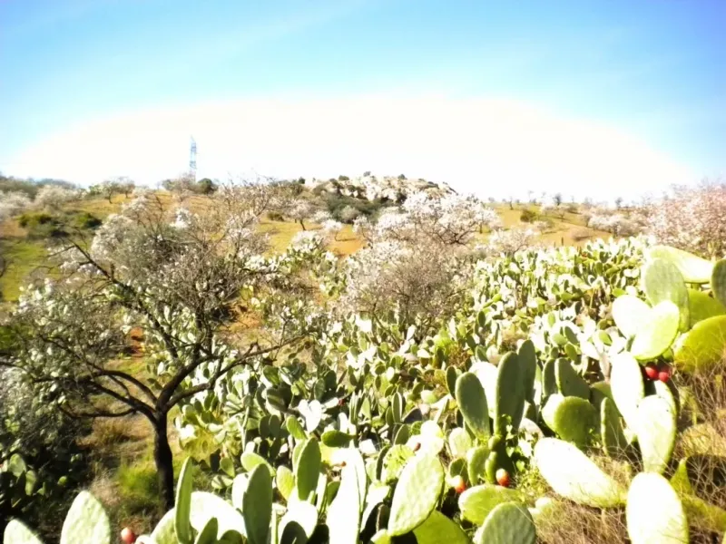 Finca rústica con terreno en Cártama, Málaga