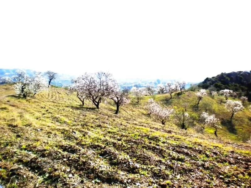 Finca rústica con terreno en Cártama, Málaga
