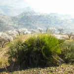 Finca rústica con terreno en Cártama, Málaga 14