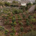 Finca rústica de 32.000 m² con cultivos tropicales en Gualchos 1