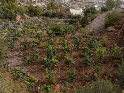 Finca rústica de 32.000 m² con cultivos tropicales en Gualchos