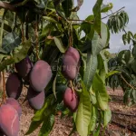 Finca rústica de 32.000 m² con cultivos tropicales en Gualchos 2