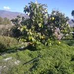 Finca rústica de 32.000 m² con cultivos tropicales en Gualchos 3