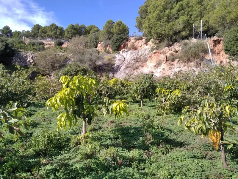 Finca rústica de 32.000 m² con cultivos tropicales en Gualchos