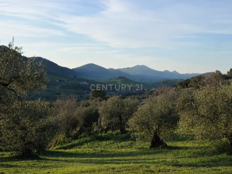 🌿 Finca con olivar en Zafra: 30.000 m² de terreno + casa 255 m² con piscina y dos porches 🏡☀️