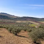 🌿 Finca con olivar en Zafra: 30.000 m² de terreno + casa 255 m² con piscina y dos porches 🏡☀️ 4